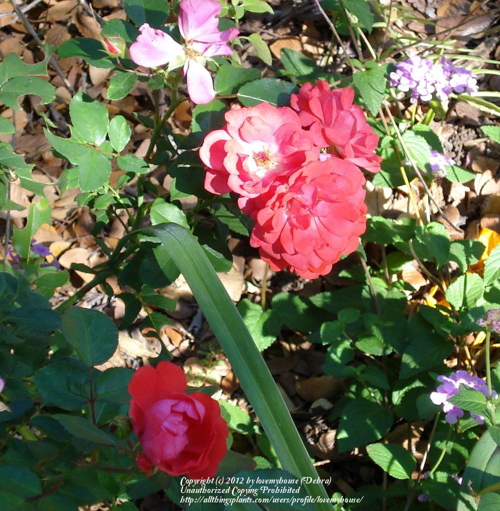 Photo of Rose (Rosa 'Coral Drift') uploaded by lovemyhouse