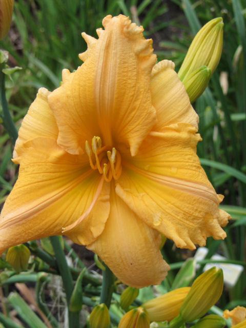 Photo of Daylily (Hemerocallis 'Orange Velvet') uploaded by Calif_Sue