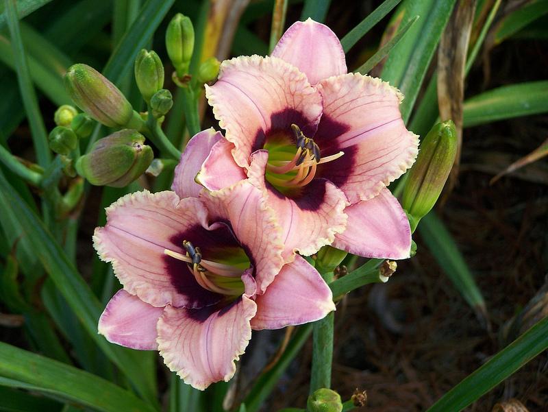 Photo of Daylily (Hemerocallis 'Orchid Candy') uploaded by Calif_Sue