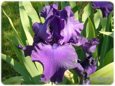 Photo of Tall Bearded Iris (Iris 'Titan's Glory') uploaded by Joy