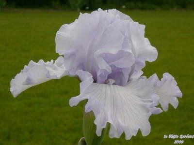 Photo of Tall Bearded Iris (Iris 'Silverado') uploaded by Joy