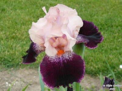 Photo of Tall Bearded Iris (Iris 'Wench') uploaded by Joy