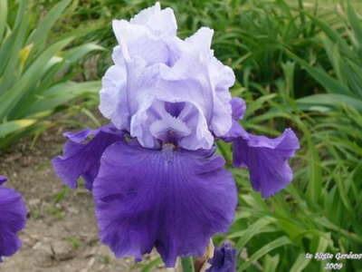 Photo of Tall Bearded Iris (Iris 'Proud Tradition') uploaded by Joy