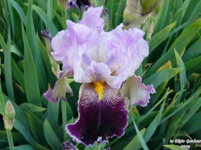Photo of Tall Bearded Iris (Iris 'Street Walker') uploaded by Joy
