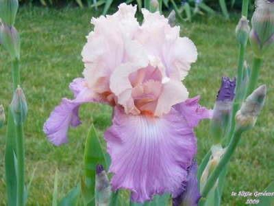 Photo of Tall Bearded Iris (Iris 'Sweet Musette') uploaded by Joy