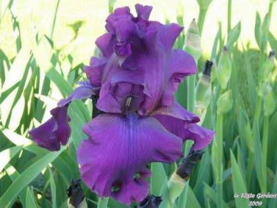 Photo of Tall Bearded Iris (Iris 'Sultry Mood') uploaded by Joy