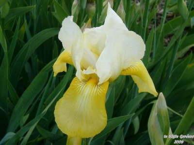 Photo of Tall Bearded Iris (Iris 'Tulip Festival') uploaded by Joy