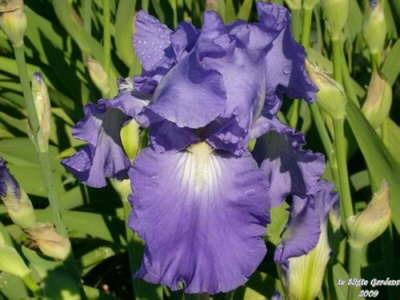 Photo of Tall Bearded Iris (Iris 'Victoria Falls') uploaded by Joy