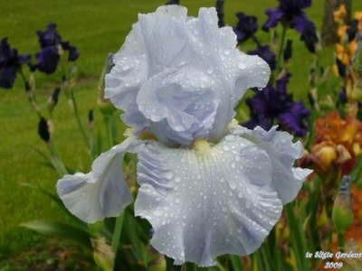 Photo of Tall Bearded Iris (Iris 'Navajo Jewel') uploaded by Joy