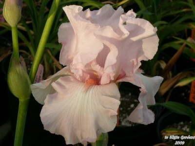 Photo of Tall Bearded Iris (Iris 'Vanity') uploaded by Joy