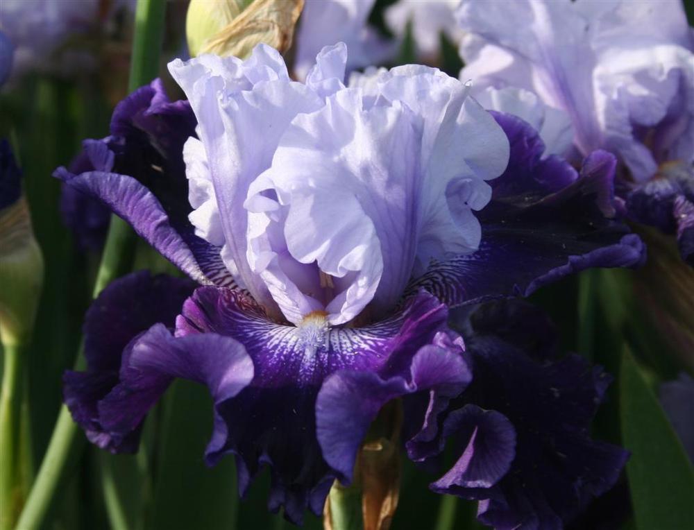 Photo of Tall Bearded Iris (Iris 'Fabulous One') uploaded by KentPfeiffer