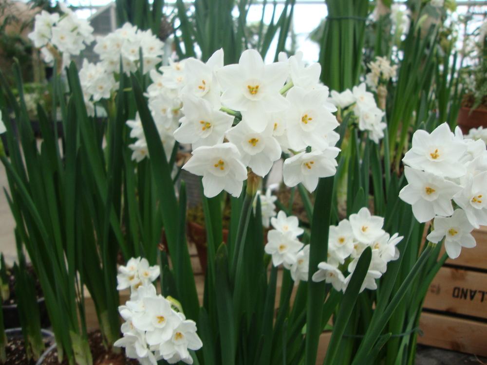 Photo of Paperwhites (Narcissus 'Ziva') uploaded by Paul2032