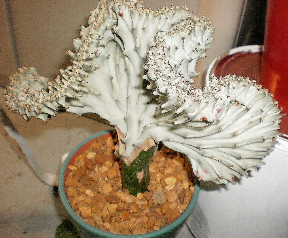 Photo of Elkhorn (Euphorbia lactea 'Cristata') uploaded by SongofJoy