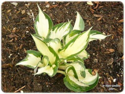Photo of Hosta 'Fire and Ice' uploaded by Joy