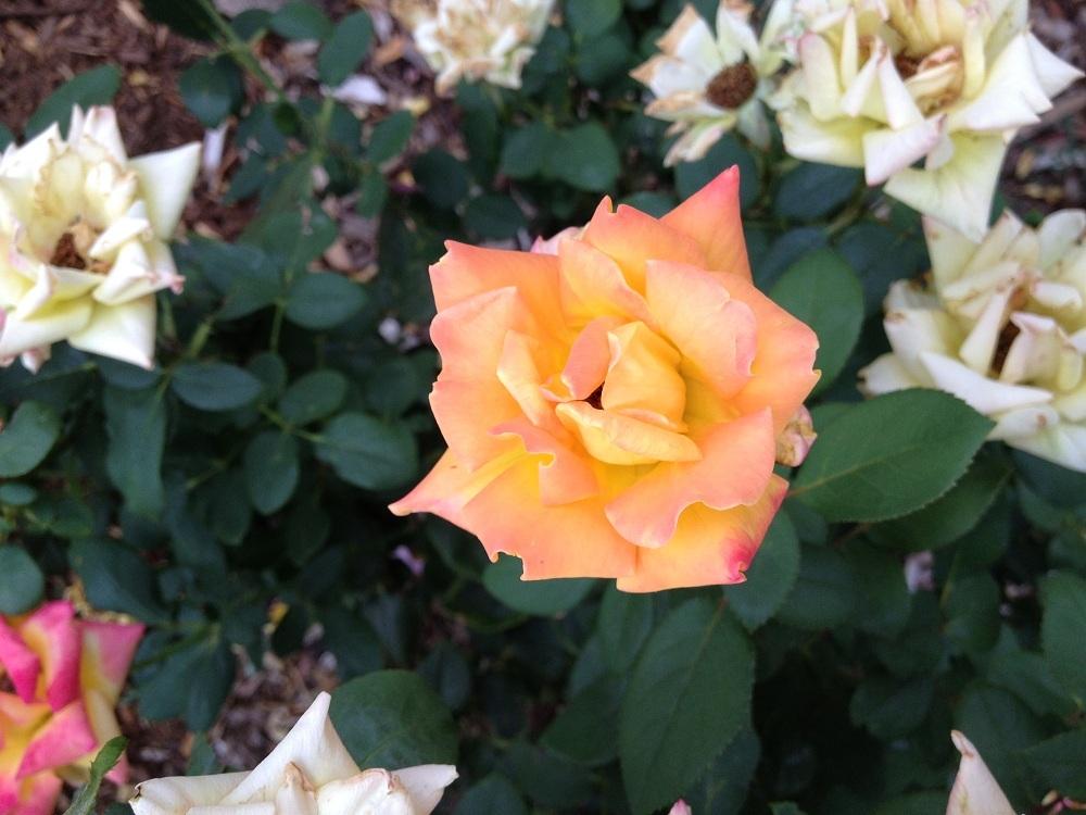 Photo of Rose (Rosa 'Red Gold') uploaded by Skiekitty