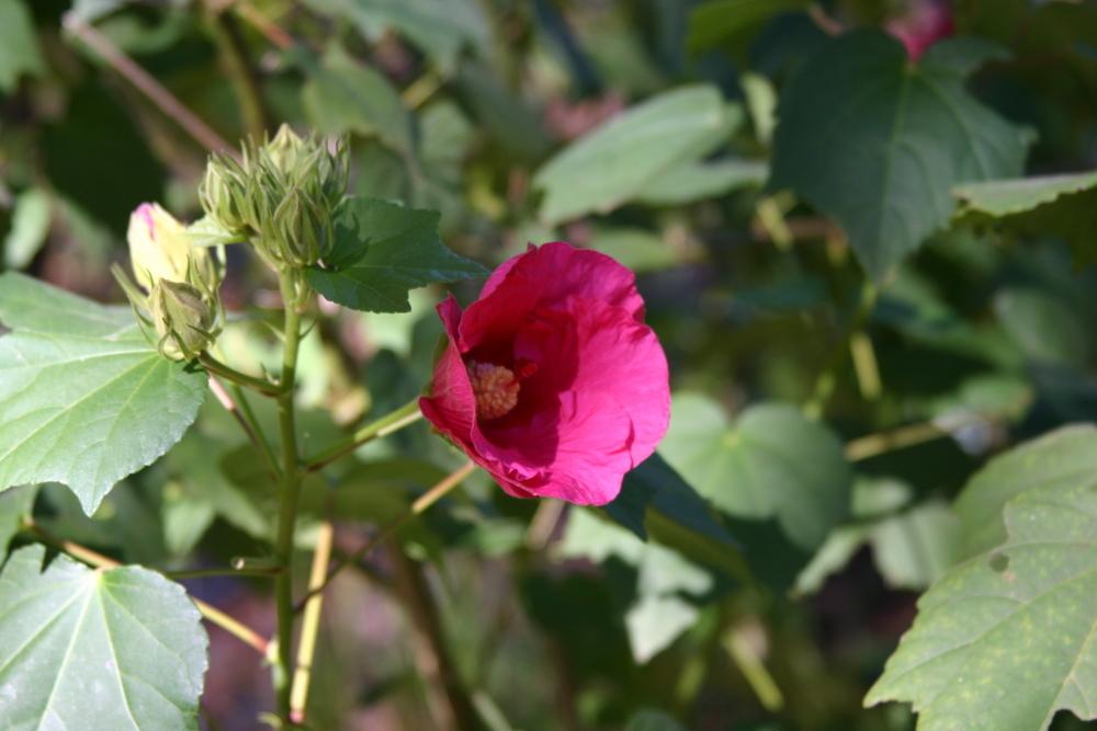 Photo of Confederate Rose (Hibiscus mutabilis) uploaded by dave