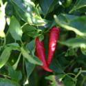 Looking for Magic:  Cayenne Pepper
