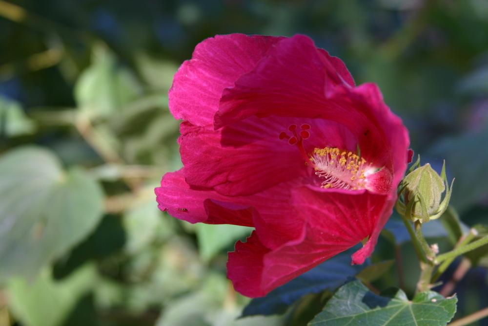 Photo of Confederate Rose (Hibiscus mutabilis) uploaded by dave