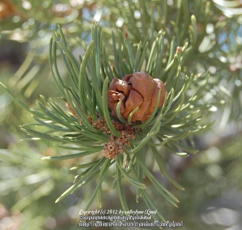 Photo of Two-Needle Pinon Pine (Pinus edulis) uploaded by valleylynn