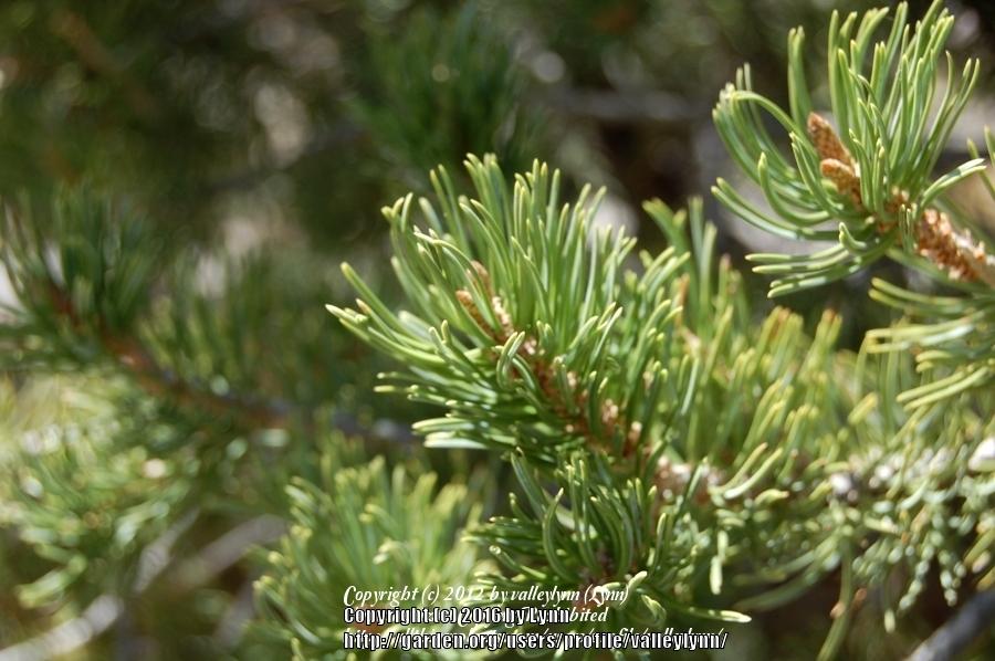 Photo of Two-Needle Pinon Pine (Pinus edulis) uploaded by valleylynn