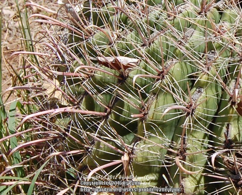 Photo of Arizona Barrel Cactus (Ferocactus wislizeni) uploaded by valleylynn
