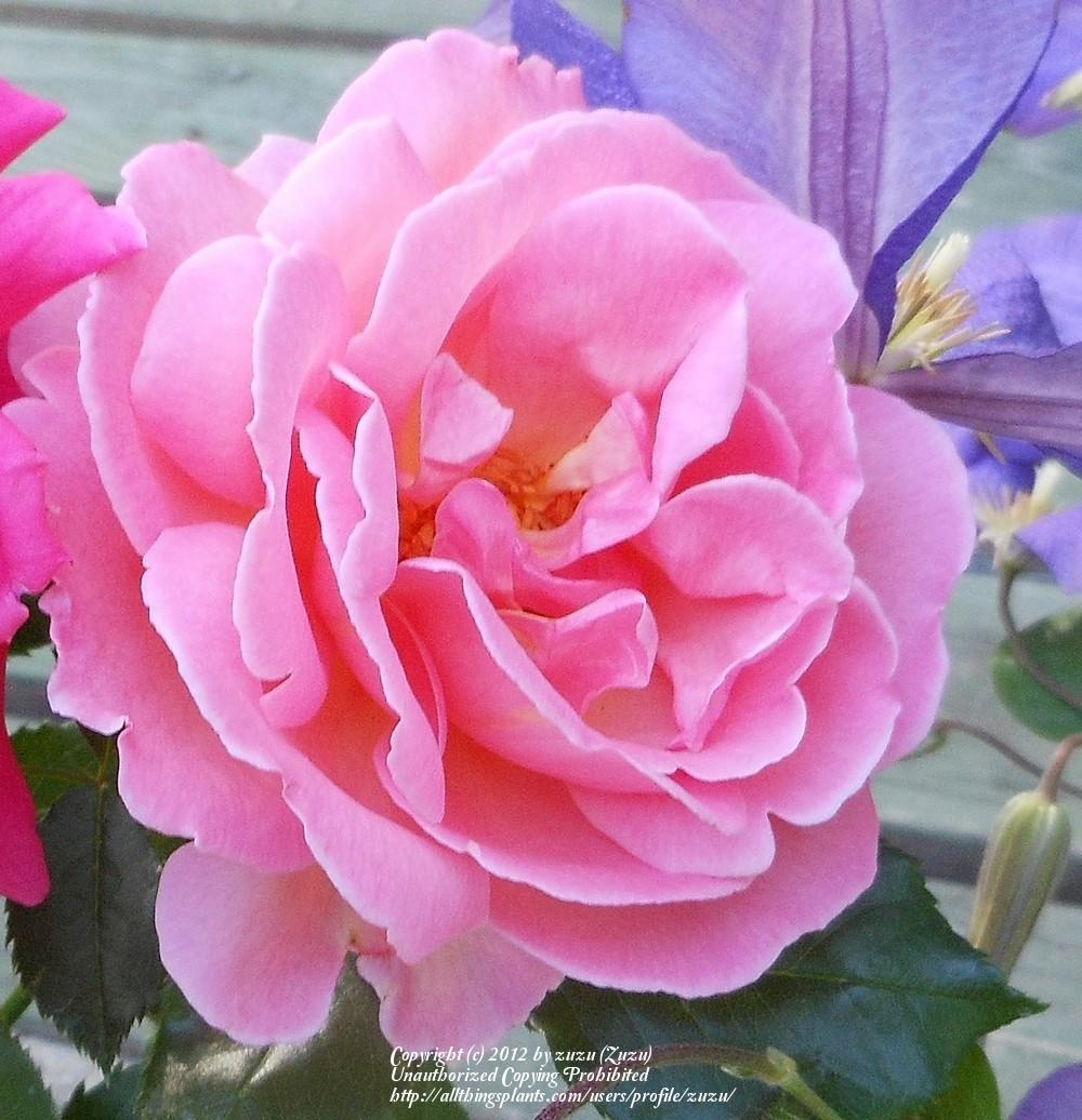 Photo of Rose (Rosa 'Shot Silk') uploaded by zuzu