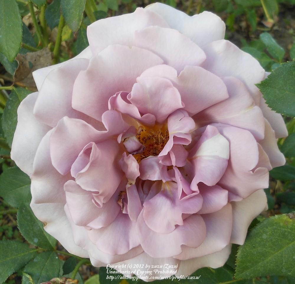 Photo of Rose (Rosa 'Koko Loko') uploaded by zuzu