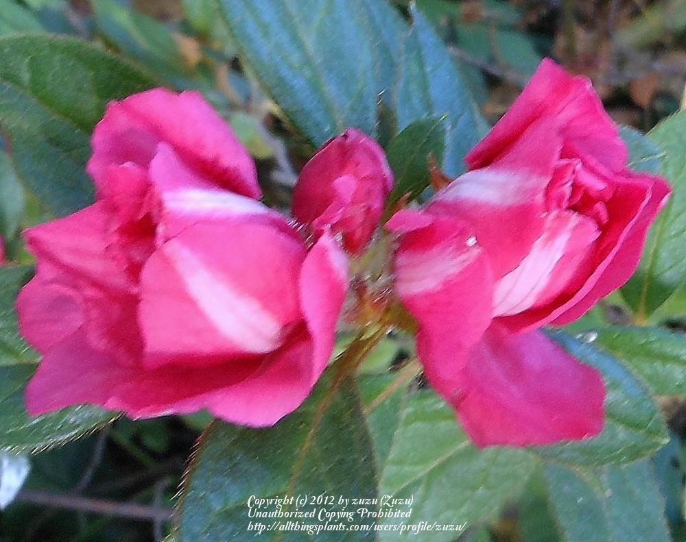 Photo of Azalea (Rhododendron Encore®  Autumn Amethyst™) uploaded by zuzu