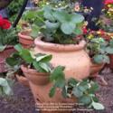 The Proper Way To Plant in Strawberry Pots