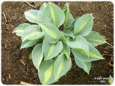Photo of Hosta 'Touch of Class' uploaded by Joy