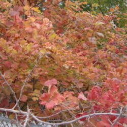 
Date: 2012-11-01
Fall color