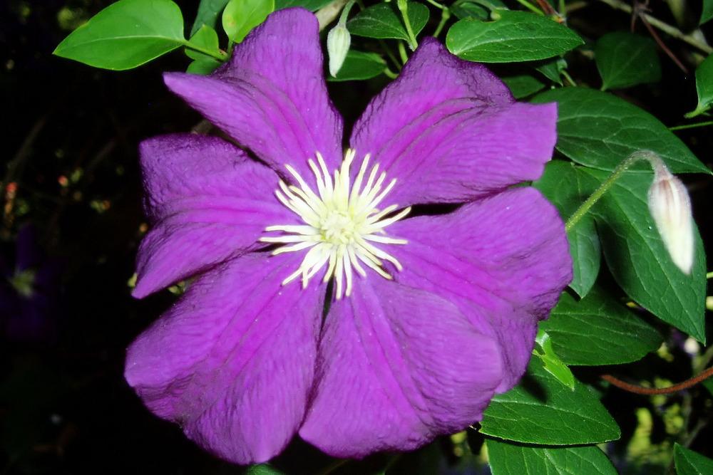 Photo of Clematis 'Jackmanii' uploaded by Bonehead