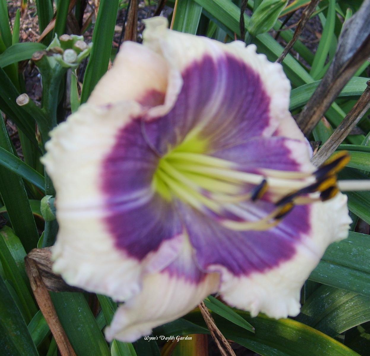 Photo of Daylily (Hemerocallis 'Big Eyed Butterfly') uploaded by Joy