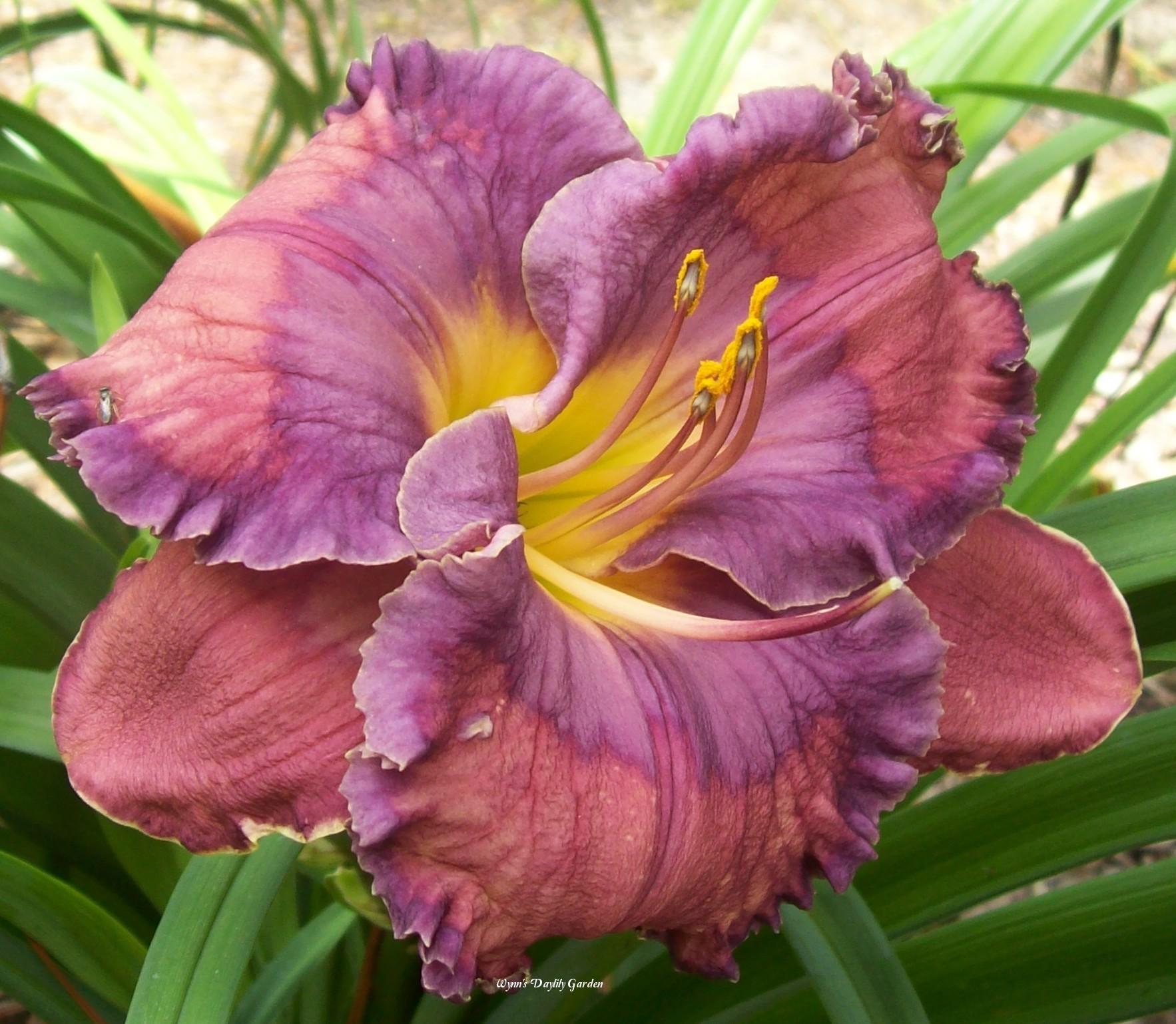 Photo of the bloom of Daylily (Hemerocallis &amp;#39;Captain Blue&amp;#39;) posted by ...