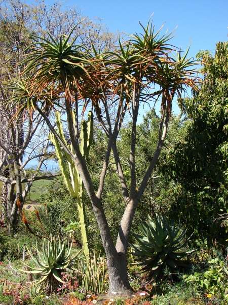 Photo of Giant Tree Aloe (Aloidendron barberae) uploaded by SongofJoy