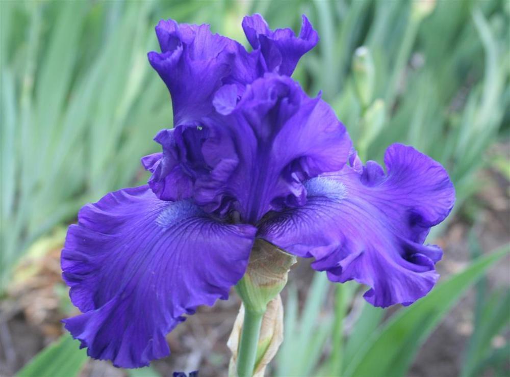 Photo of Tall Bearded Iris (Iris 'Formal Occasion') uploaded by KentPfeiffer
