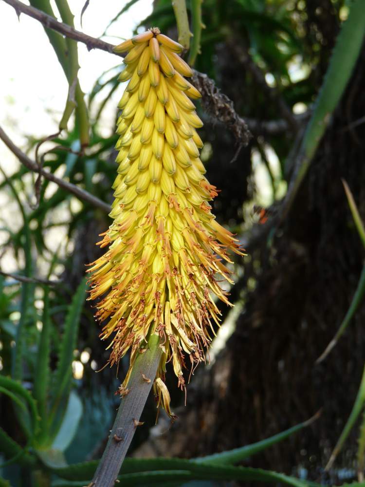 Photo of Bottlebrush Aloe (Aloe rupestris) uploaded by SongofJoy