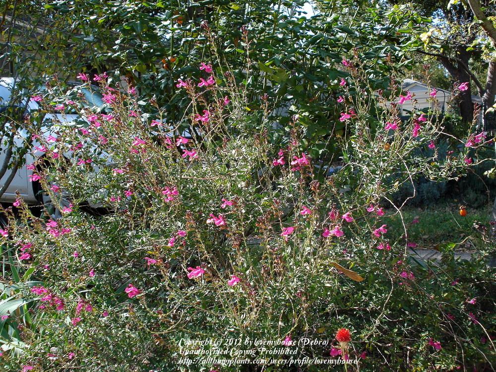 Photo of Autumn Sage (Salvia greggii 'Wild Thing') uploaded by lovemyhouse