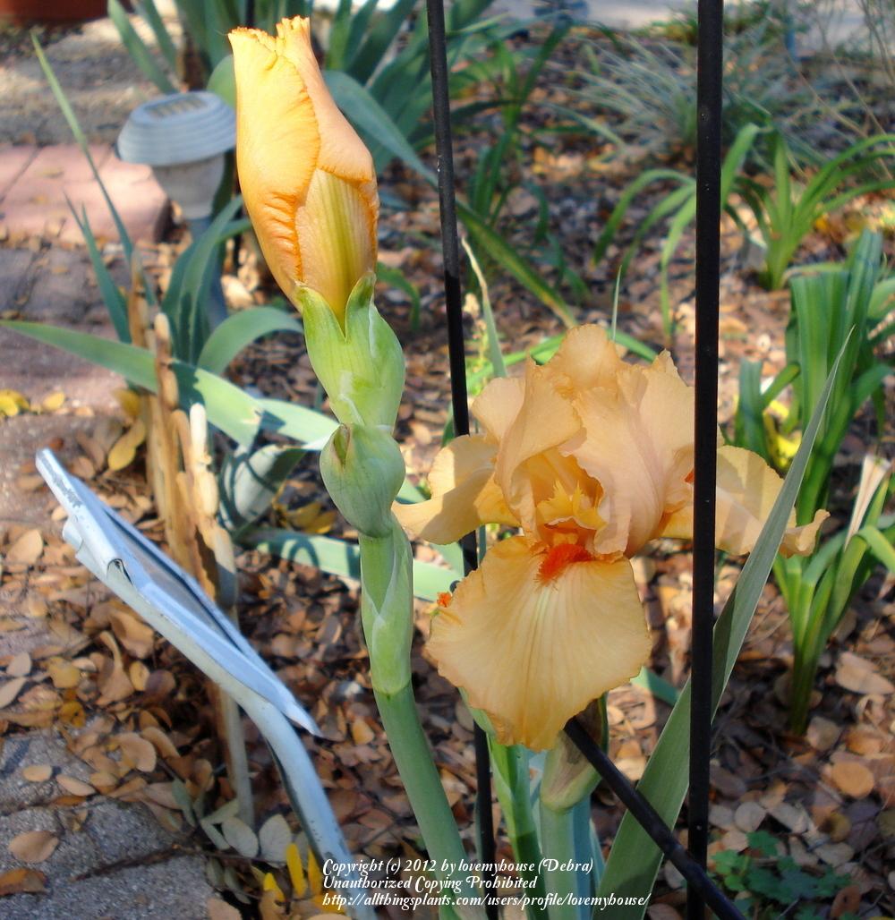 Photo of Tall Bearded Iris (Iris 'Orange Harvest') uploaded by lovemyhouse
