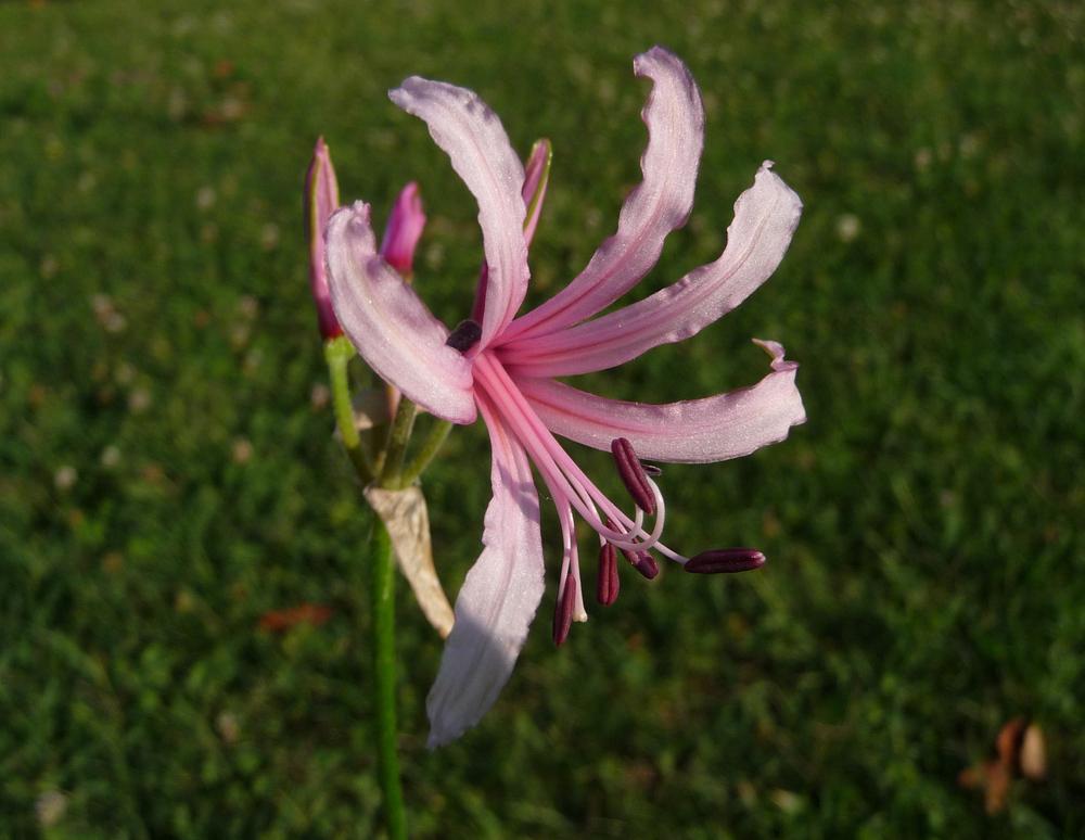 Photo of Cape Flower (Nerine humilis) uploaded by xeronema