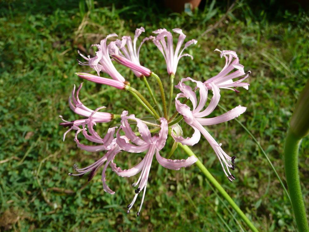 Photo of Guernsey Lily (Nerine filifolia) uploaded by xeronema