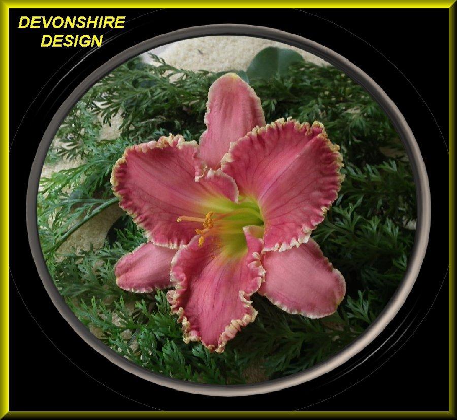 Photo of Daylily (Hemerocallis 'Devonshire Design') uploaded by Joy