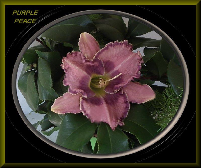 Photo of Daylily (Hemerocallis 'Purple Peace') uploaded by Joy