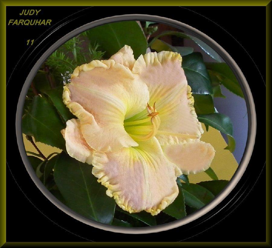 Photo of Daylily (Hemerocallis 'Judy Farquhar') uploaded by Joy