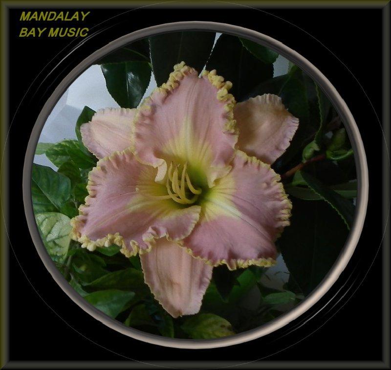 Photo of Daylily (Hemerocallis 'Mandalay Bay Music') uploaded by Joy