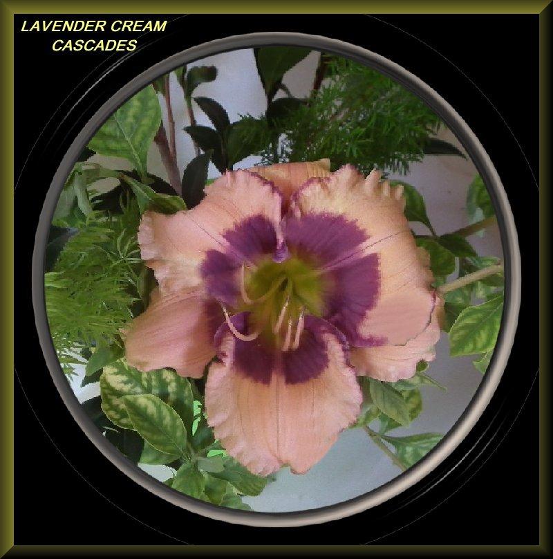 Photo of Daylily (Hemerocallis 'Lavender Cream Cascades') uploaded by Joy