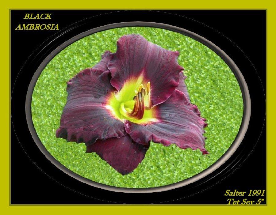 Photo of Daylily (Hemerocallis 'Black Ambrosia') uploaded by Joy