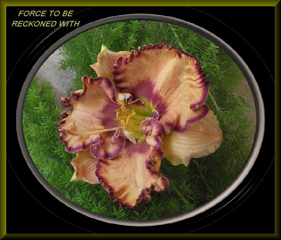 Photo of Daylily (Hemerocallis 'Force to Be Reckoned With') uploaded by Joy