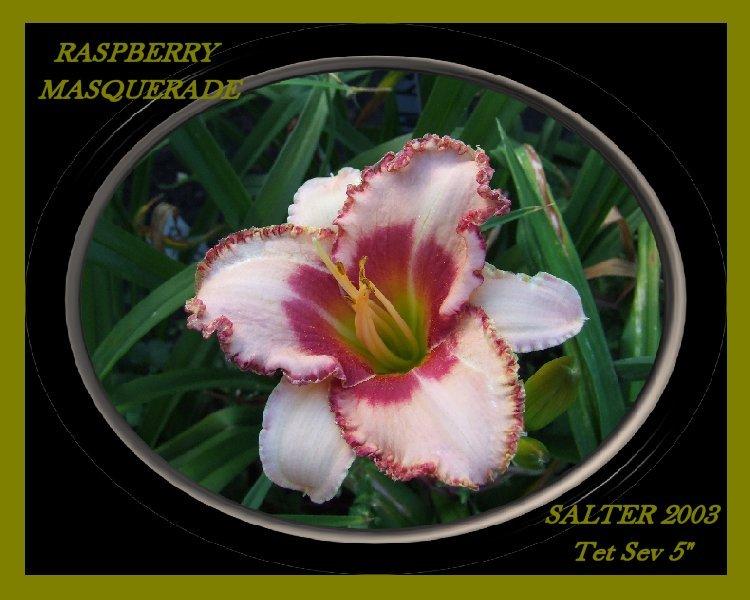 Photo of Daylily (Hemerocallis 'Raspberry Masquerade') uploaded by Joy