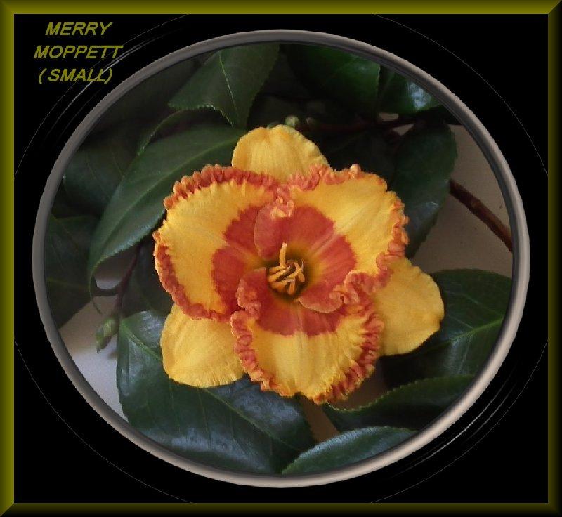 Photo of Daylily (Hemerocallis 'Merry Moppet') uploaded by Joy